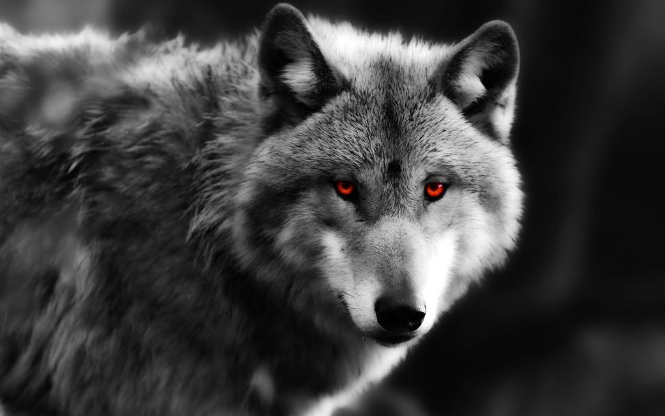 گرگ شکارچی چشم قرمز سیاه و سفید